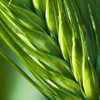 Agronomy