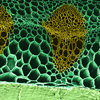 Botany