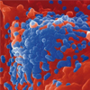 Immunology